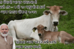 દૂધના ધંધાથી આવક વધારવાની સરકારી તક – ૧ થી ૨૦ પશુઓના ફાર્મ માટે વ્યાજ સહાય યોજના ૨૦૨૫